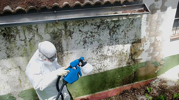 Top rated local Bathroom Mold Removal specialists in South Elgin, IL